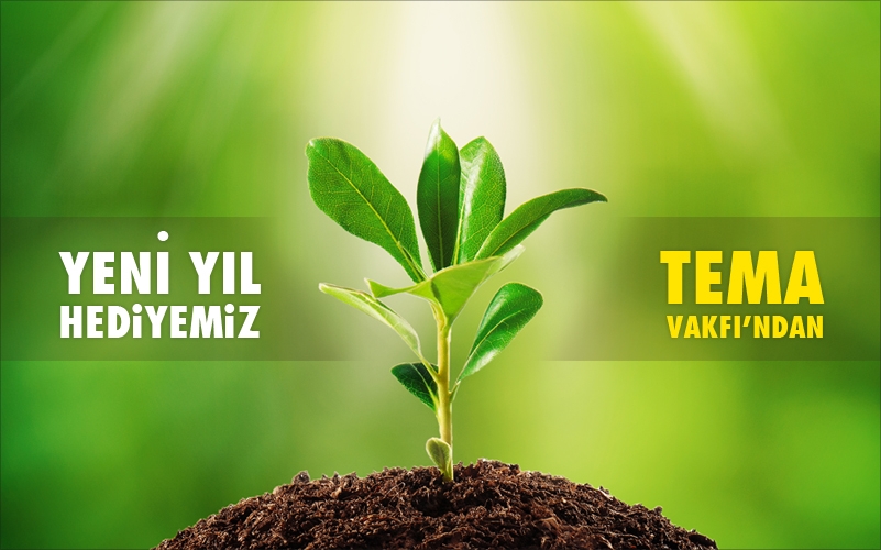 S�rrealist'ten Yeni Y�l ��in Fidan Hediyesi